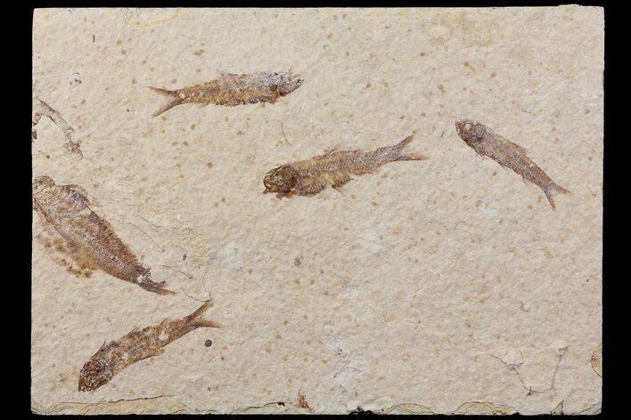 Fossil Fish (Knightia) Plate - Wyoming #111240